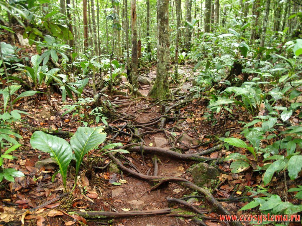 Под влажными экваториальными лесами формируются почвы обладающие. ГИЛЕЙНЫЙ лес, Гилея. Южный Америка экваториальный лес почвы. Гилея Южной Америки это. Влажные тропические леса Южной Америки.