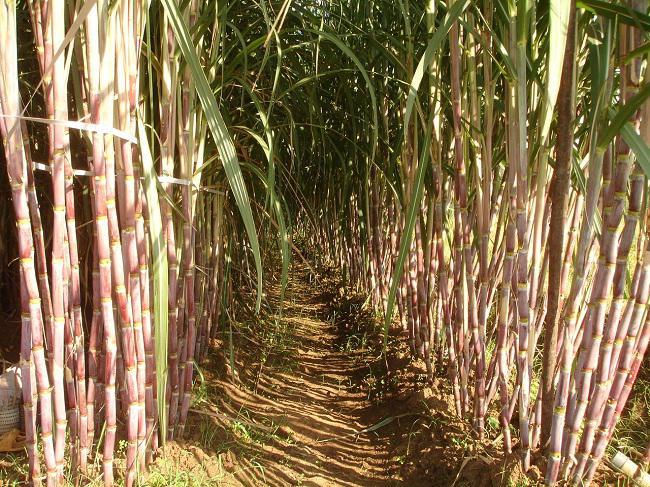 Сахарный тростник в австралии. Египет растения сахарный тростник. Сахарный тростник в Египте. Бали сахарный тростник плантации. Сахарный тростник в Латинской Америке.