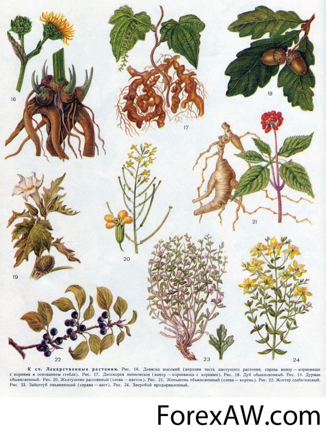 Полные названия растений
