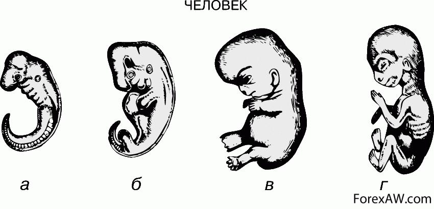 Начальный период развития человека. Стадии эмбрионального развития человека. Стадий эмбрионального развития человека.. Стадии развития эмбриона человека эмбриология. Этапы зародышевого развития человека.