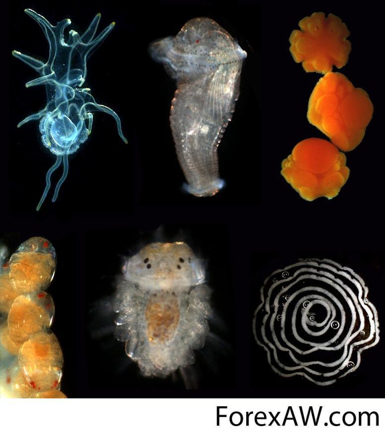 Многоклеточное позвоночное животное. Эмбриология беспозвоночных. Многоклеточные беспозвоночные животные. Беспозвоночные морские обитатели. Многоклеточные морские животные.