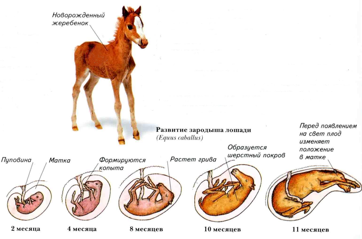 Представители каких классов позвоночных имеют крупные яйцеклетки. Цикл развития млекопитающих схема. Схема эмбрионального развития млекопитающего. Этапы развития эмбриона лошади. Схема размножения и развития млекопитающих.