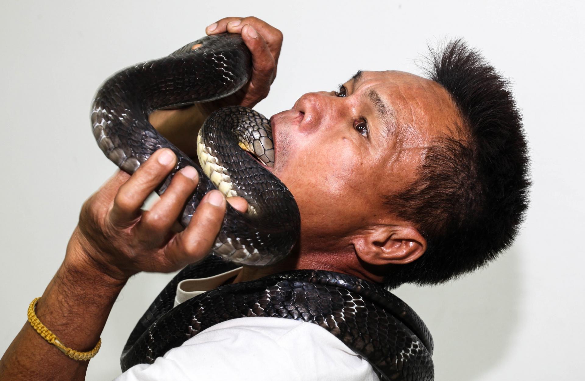 Специалист по змеям. Кобра Тайланд. Змеи Тайланда. Укус королевской кобры.