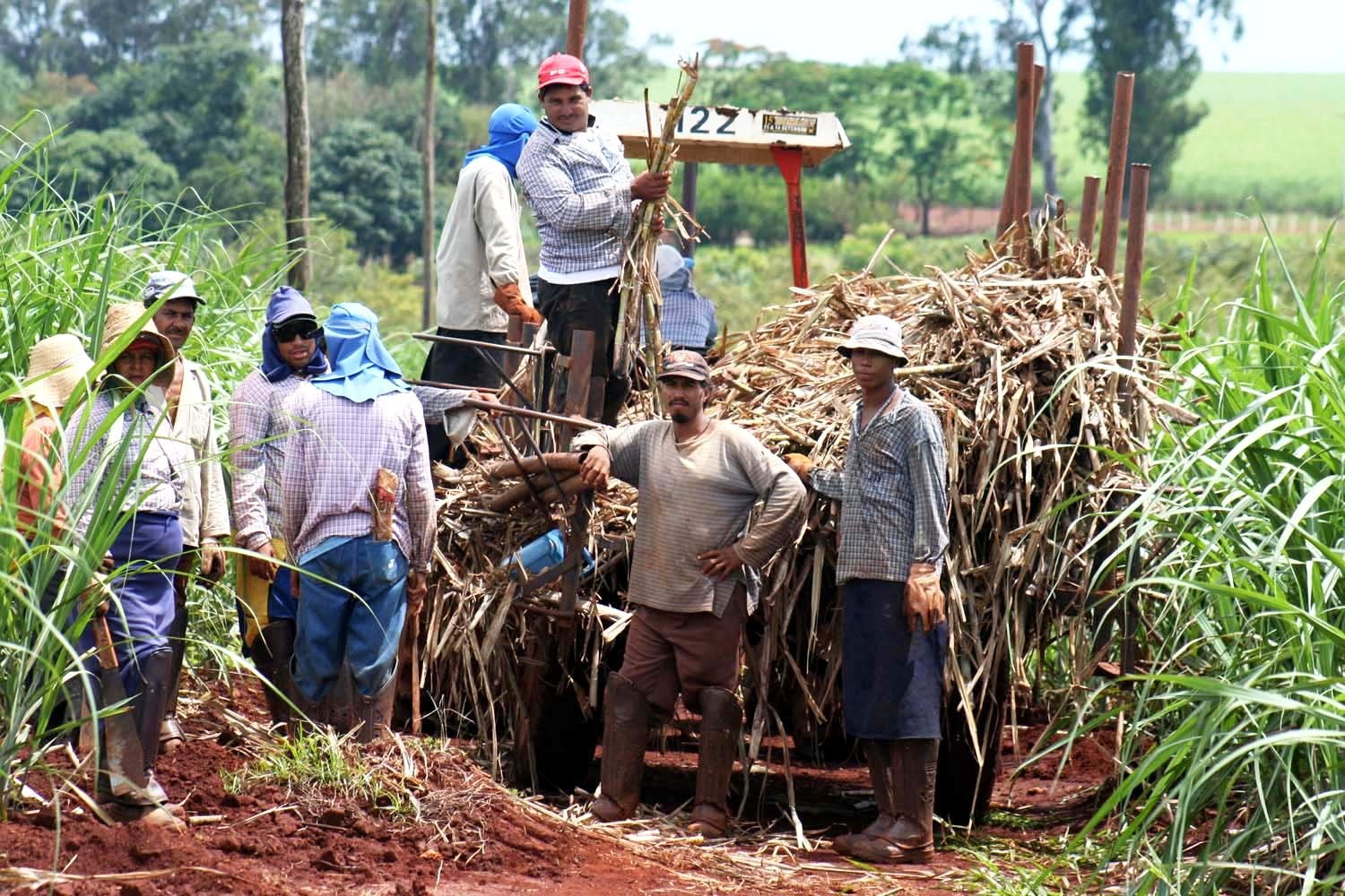 Сахарный тростник производство. Плантации сахарного тростника на Кубе. Сельское хозяйство Бразилии сахарный тростник. Куба экономика сахарный тростник. Уборка сахарного тростника на Кубе.