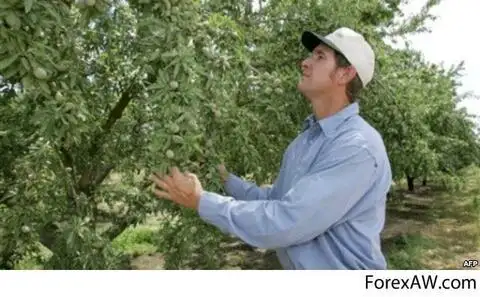 Программа развития в Калифорнии ферм по выращиванию миндаля