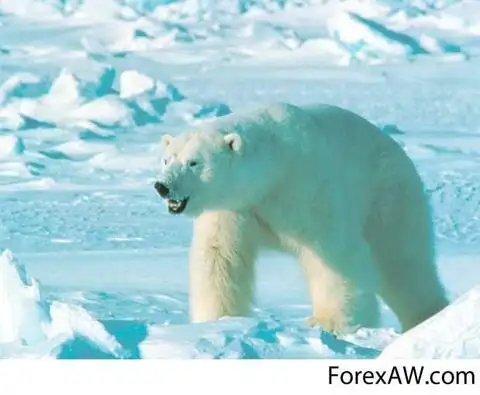 Экологический индикатор, белый медведь,индикатор благоприятной окружающей среды в Арктике