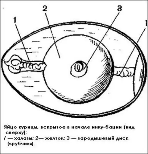 Строение яйца курицы рисунок