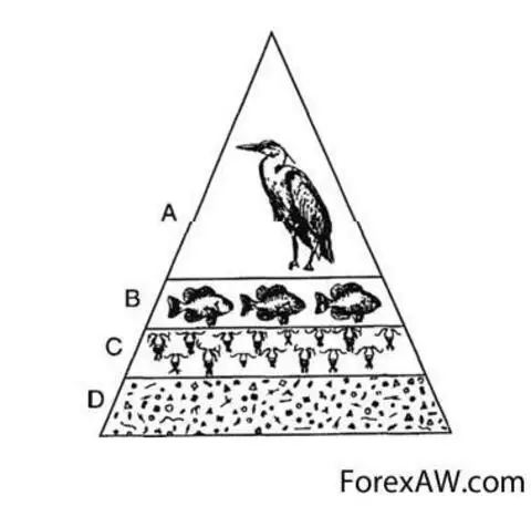 На рисунке представлена экосистема а используя данные на рисунке составьте экологическую пирамиду