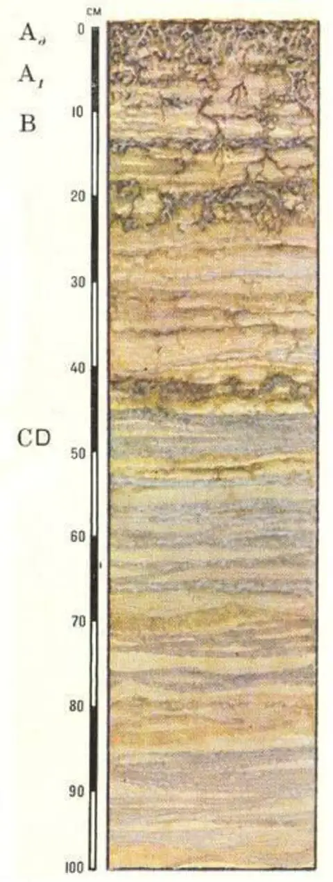 Почвы реки. Почвенный профиль пойменных почв. Почвенный профиль аллювиальных почв. Дерново-аллювиальные почвы горизонты. Пойменные Слоистые почвы почвенный профиль.