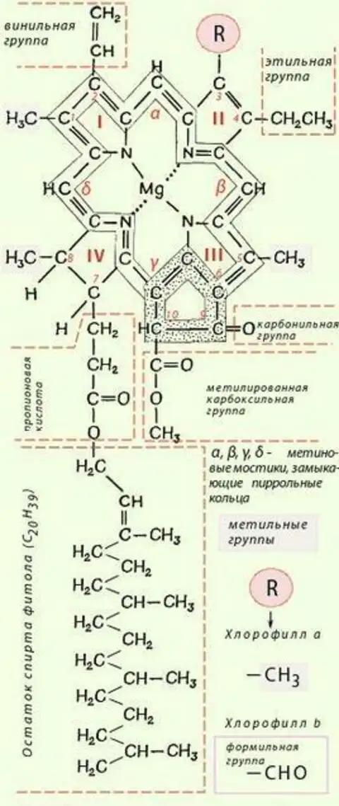 Хлорофилл состав